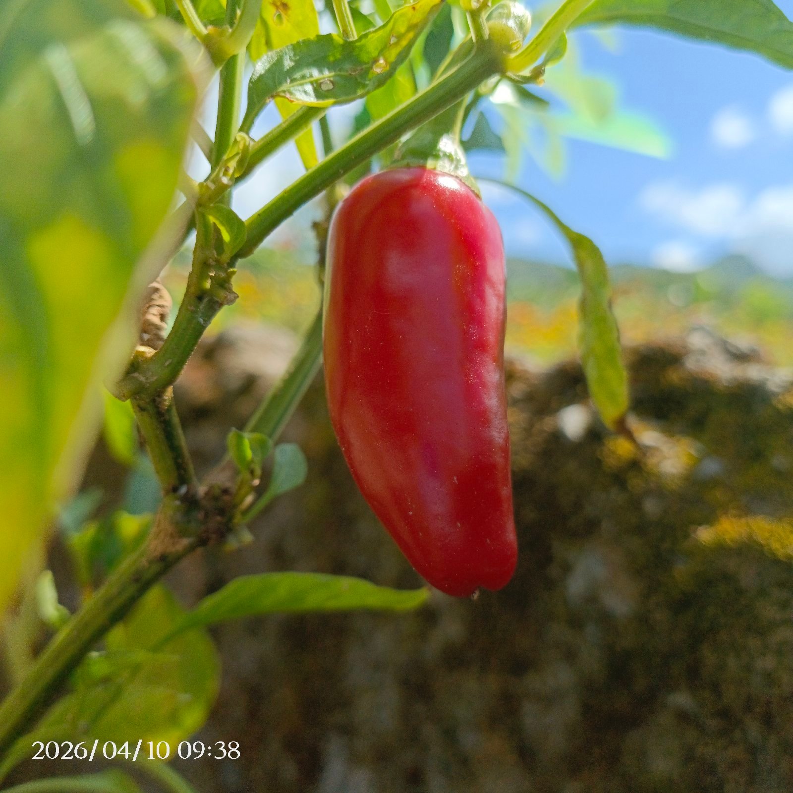atsal/perper/ jalapeño