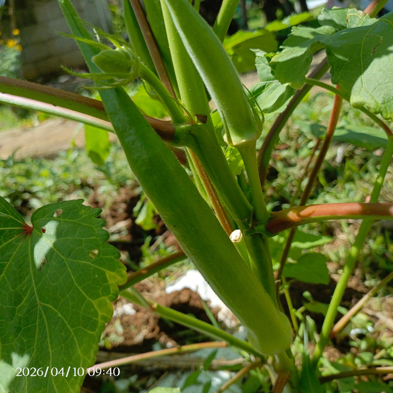 okra